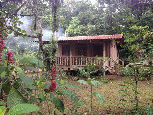 take a risk lessons from the jungle
